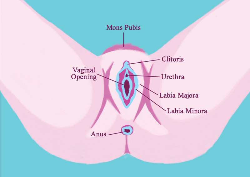 What will my vagina look like after birth