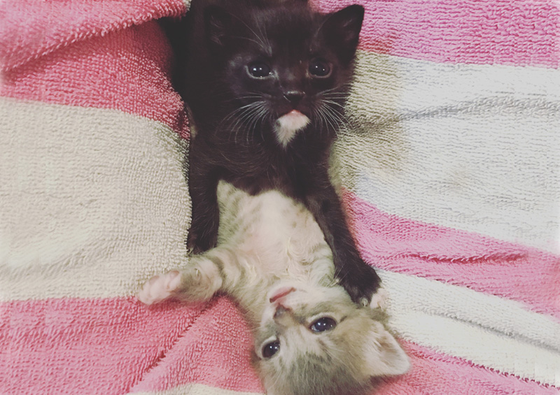 My Foster Kittens